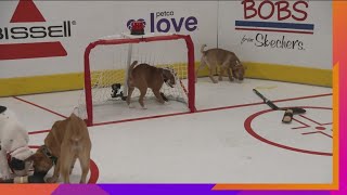 NHL Stanley Pup Scores a Goal [upl. by Kenward]