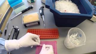 PCR Protocol  Part 2 [upl. by Lekzehcey]