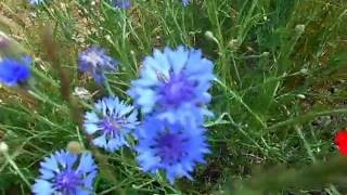 Centaurea Cyanus [upl. by Lytle589]