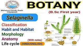 SelaginellaClassificationMorphologyAnatomyLife cycle Selaginella [upl. by Enomyar]