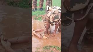 Indian Army Training🇮🇳🇮🇳🇮🇳🥷🥷army youtubeshorts [upl. by Columbyne351]