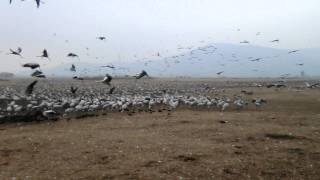 30 thousand migratory Common Cranes feeding in the Hula lake upper Galilee Israel winter 2011 [upl. by Esina]