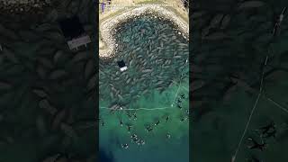 Hundreds of manatees spotted along shoreline [upl. by Margarida]