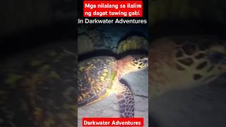 Darkwater secrets nightdive nightspearfishing nightdive seafood fish [upl. by Fidelas]