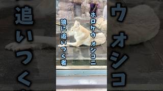 【天王寺動物園】その2 [upl. by Akimal]