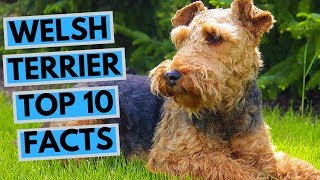 Welsh Terrier  TOP 10 Interesting Facts [upl. by Brenner93]