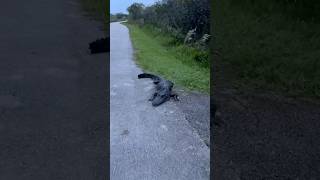 Alligator In Florida STOPS My Outdoor Walk… [upl. by Aleydis203]