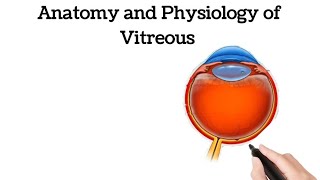 Anatomy of Vitreous Microscopic structure of Vitreous vitreous humor  Physiology of Vitreous [upl. by Luhar]