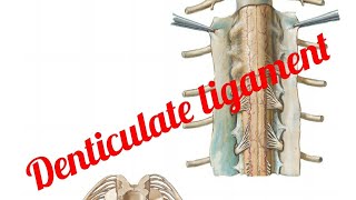 Ligamentum Denticulate [upl. by Benedetto206]