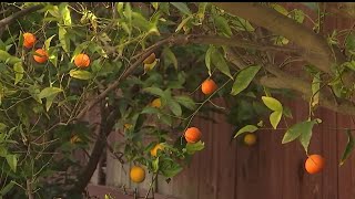 Dozens of trees in Ventura County infected with citruskilling disease [upl. by Ferdinande]