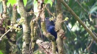 Malabar Whistling Thrush [upl. by Ariahs]