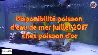 Disponibilité poisson deau de mer juillet 2017 chez poisson dor [upl. by Yevad369]