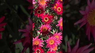 Marguerite daisy symbolismArgyranthemum flowers plant plant flowers bollywood music [upl. by Marijn4]