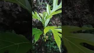 I Found a Breadfruit tree in my Backyard [upl. by Herzog146]