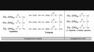 Trigliceridos [upl. by Kory]