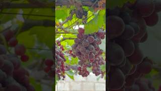 Theni Grape Farm Tamil Nadu  grape  travel  shorts  youtubeshorts  trending viralvideo [upl. by Enimaj244]