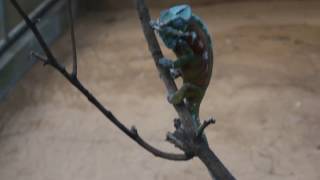 Chameleon Eating Bug  Casela Natures Park Mauritius [upl. by Thorncombe]