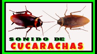 🔴 Sonido de las CUCARACHAS Las CUCARACHAS Hacen RuidoCockroach SoundCockroach Sound Effect [upl. by Nottnerb]