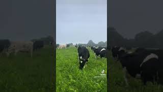 Regenerative or adaptive grazing [upl. by Arabele]