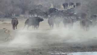 Standoff at Madikwe Game Reserve  North West Province South Africa [upl. by Madelle]