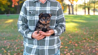 Yorkshire Terrier Puppy at 8 Weeks  Playtime Outside [upl. by Eldoree]