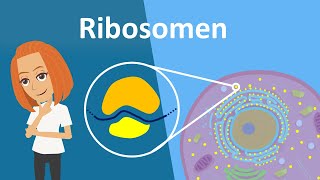 Ribosomen  Translation Aufbau amp Funktion  Studyflix [upl. by Anah931]