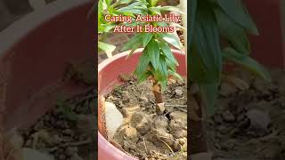 Asiatic lily pruning after bloom lilyshortsfeed flowers urbangardening [upl. by Bodrogi926]