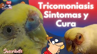 Tricomoniasis Periocular 👁️ en Periquitos Síntomas y Cura [upl. by Occor]