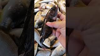 lapu lapu viralvideo freshseafoods seafood fishing freshfish fish business [upl. by Ainnek]