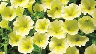 Production Tips for Growers Surfinia Petunias [upl. by Arondell]