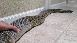 Guy Help Pet Anaconda Shed Skin [upl. by Llatsyrc945]