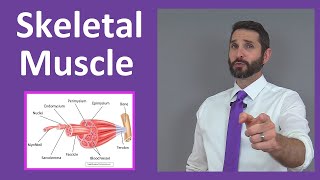 Skeletal Muscle Tissue Contraction Sarcomere Myofibril Anatomy Myology [upl. by Jacquelynn320]