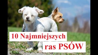 10 Najmniejszych ras PSÓW [upl. by Donelle]