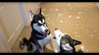 Huskies arguing over who made the mess [upl. by Doe]