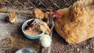 3 days old baby chicks [upl. by Leasim]