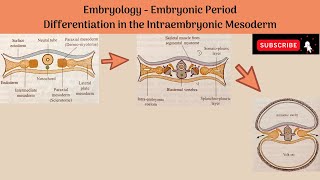 Differentiation of Intraembryonic Mesoderm  Paraxial Mesoderm Intermediate Mesoderm Lateral Plate [upl. by Lauter]