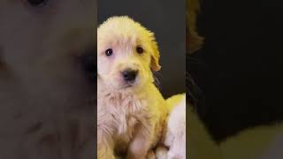 1month old golden retriever Barking in angry mood😅  so adorable [upl. by Mikkel98]