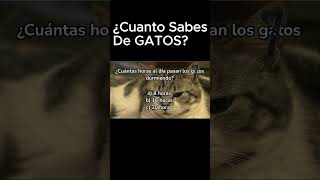 ¿Cuanto SABES DE GATOS test Gatuno quiz [upl. by Lipfert]