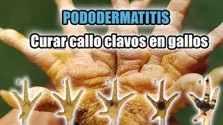 curar y prevenir callos clavos en gallos pododermatitis en gallos [upl. by Delacourt]