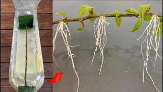 After 48 hours Bougainvillea branch grows 200 roots with just water [upl. by Akinad]