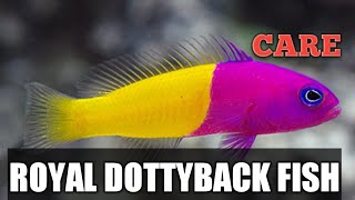 ROYAL DOTTYBACK FISH CARE HINDI URDU [upl. by Alurd]