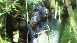 Bonobos  chimpanzees gentle cousins [upl. by Marston707]