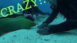 PlayingFeeding a GIANT Moray Eel [upl. by Nitsir]