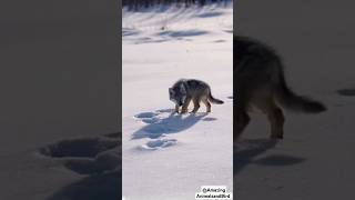 Adorable Snow Black Wolf Cub Rare and Majestic Baby Wolf in the Wild [upl. by Nylirem295]