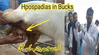 Hypospadias in bucks bakron mn pishab ki thaili ka banna Dr M Asif [upl. by Cohbath]