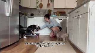 FOOD AGGRESSIVE DOG MUZZLE TRAINING k9caringangelsdogtrainingcom [upl. by Bausch]