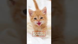 7 SOUNDS CATS CANT STAND 🐱🔊❌ sounds cats felines [upl. by Hanser]