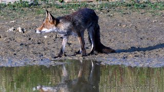 Fuchs am Wasserloch – Fox at the waterhole [upl. by Nehtiek]