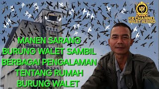 berbagai pengalaman tentang rumah burung walet sambil manen sarang [upl. by Piotr11]