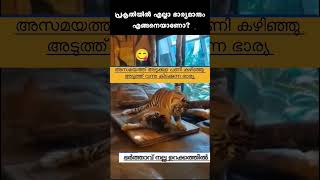 Salih Thacher  Ella jeevikalum orupole 😅 Plz subscribe channel to watch more videos 🌹 [upl. by Moll]